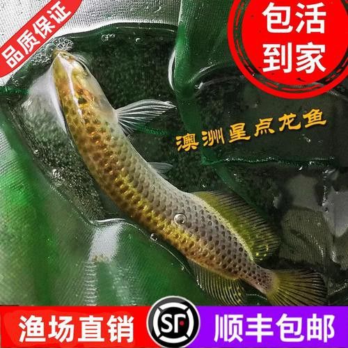 4年星點(diǎn)龍魚長(zhǎng)大后圖片