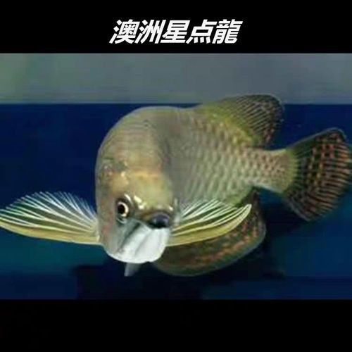 4年星點(diǎn)龍魚長(zhǎng)大后圖片