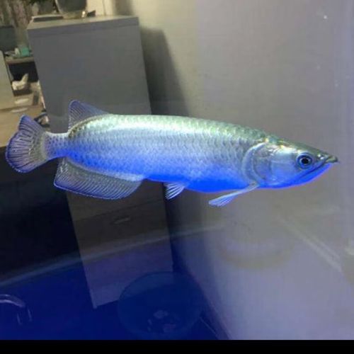 4年星點(diǎn)龍魚長(zhǎng)大后圖片