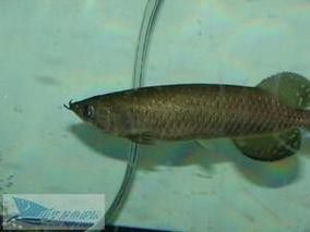 4年星點(diǎn)龍魚長(zhǎng)大后圖片