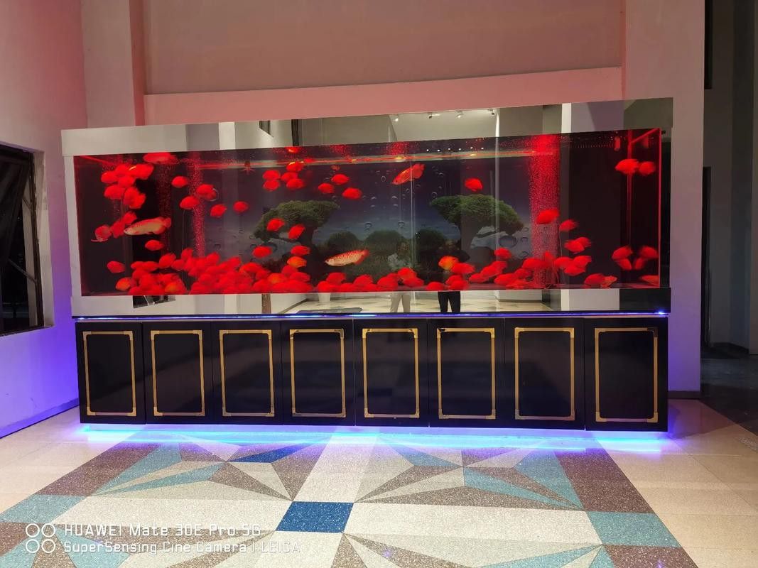 4年星點(diǎn)龍魚長(zhǎng)大后圖片