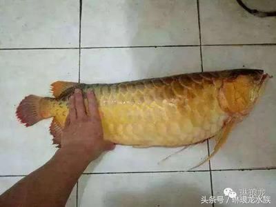 紅龍魚死了可以吃嗎【紅龍魚死了可以吃嗎，紅龍魚死了能否食用紅龍魚死亡】