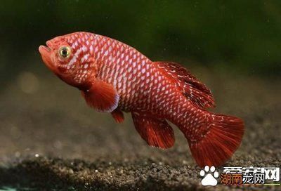 龍魚(yú)種類(lèi)繁殖的問(wèn)題：關(guān)于龍魚(yú)種類(lèi)繁殖的問(wèn)題