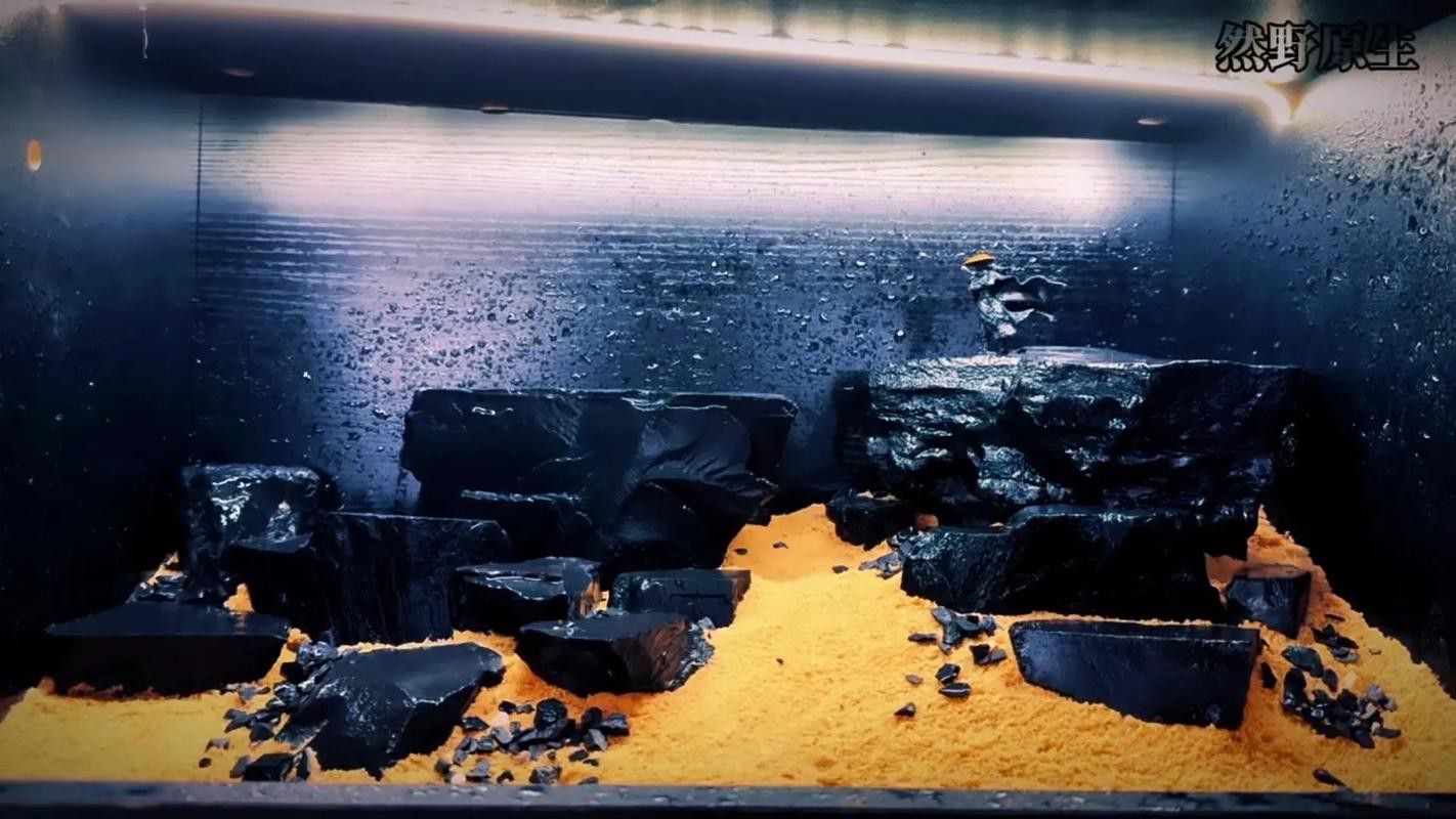 哪些品牌魚缸適合黑底透光