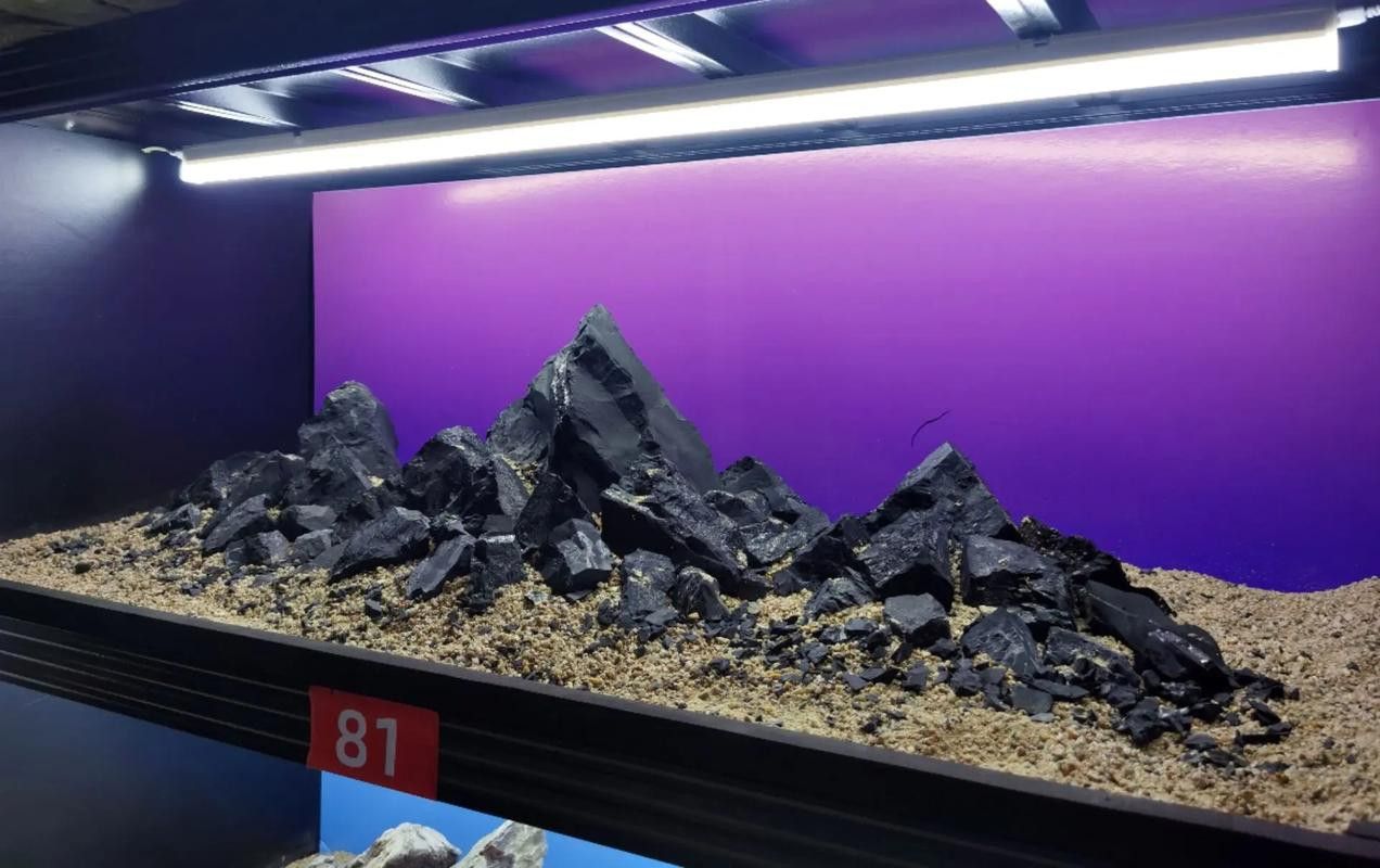 哪些品牌魚缸適合黑底透光