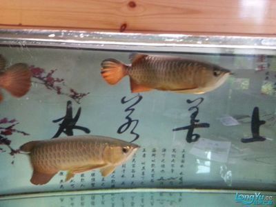 龍魚的配魚都有什么魚：適合與龍魚混養的魚種