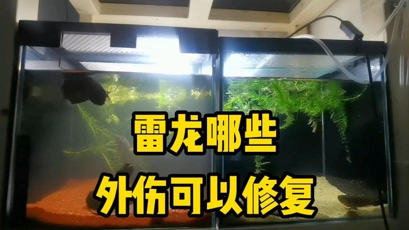 龍魚咬傷后多久會好轉？