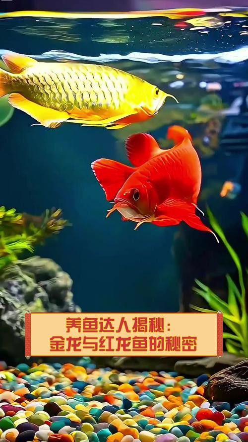 金龍魚與紅龍魚的區別在哪里圖片