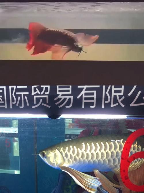 金龍魚與紅龍魚的區別在哪里圖片