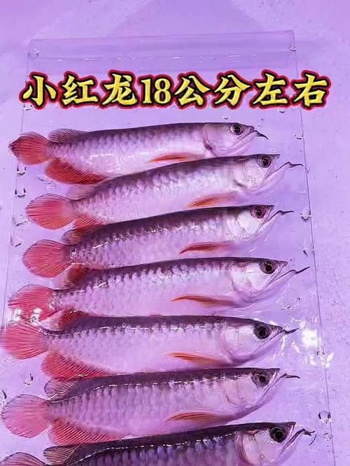 金龍魚與紅龍魚的區別在哪里圖片