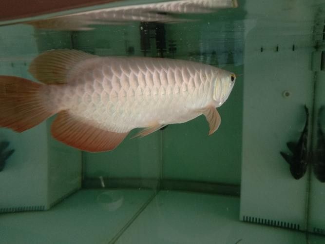 金龍魚與紅龍魚的區別在哪里圖片