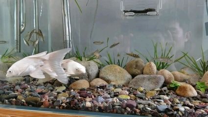 紅龍魚燒尾多久可以恢復(fù)顏色：紅龍魚燒尾恢復(fù)時間受多種因素影響紅龍魚燒尾預(yù)防措施