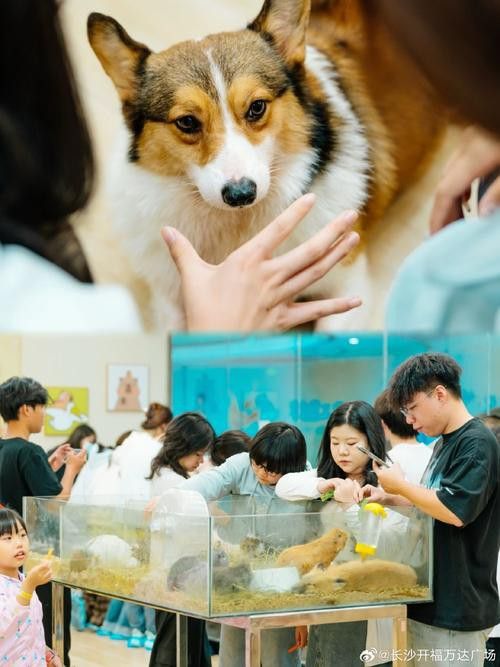 有沒有小龍魚社交行為的gif圖？