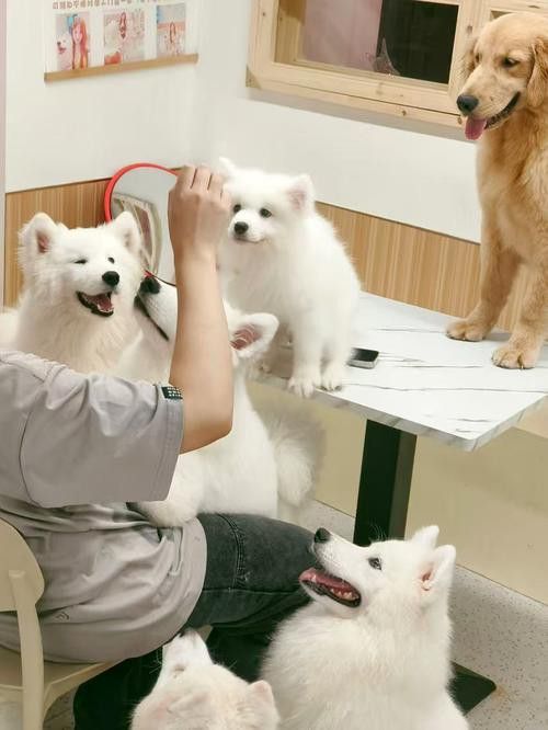 有沒有小龍魚社交行為的gif圖？