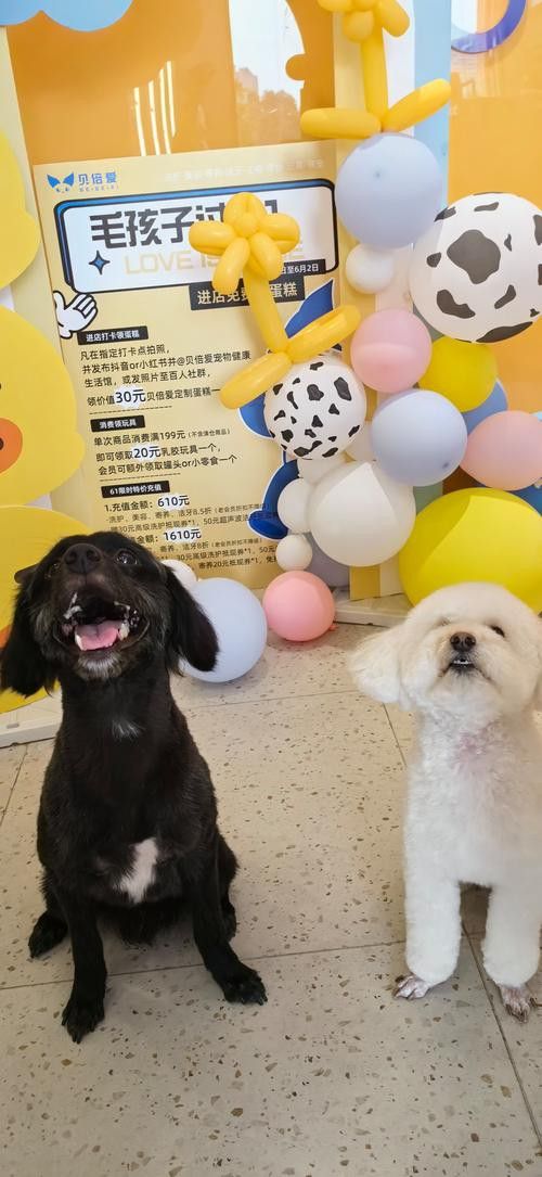 有沒有小龍魚社交行為的gif圖？