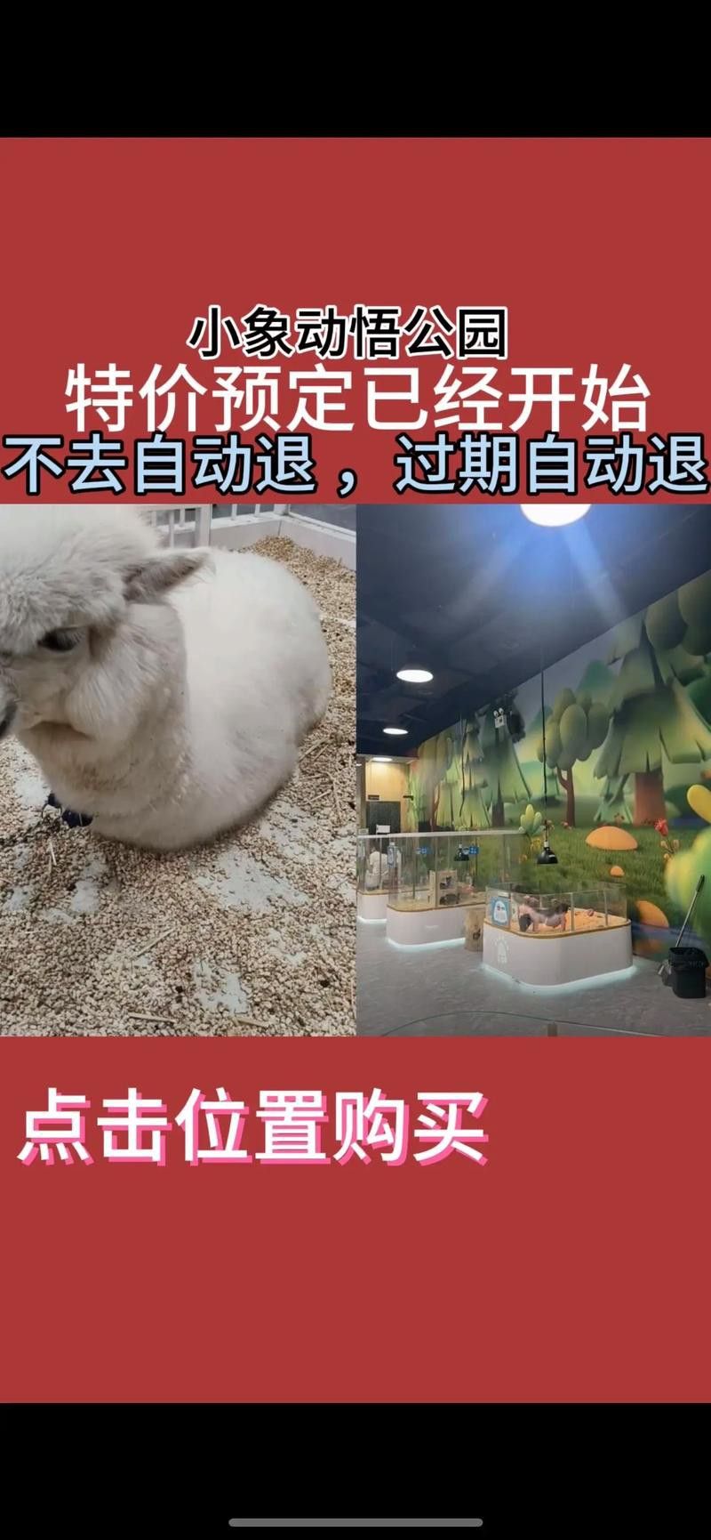 有沒有小龍魚社交行為的gif圖？