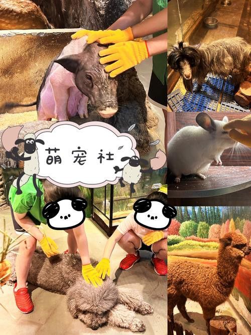 有沒有小龍魚社交行為的gif圖？