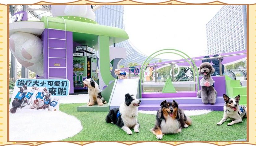 有沒有小龍魚社交行為的gif圖？