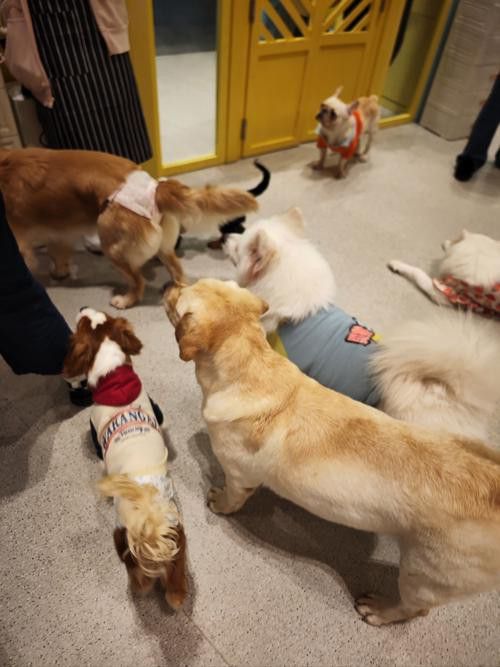 有沒有小龍魚社交行為的gif圖？