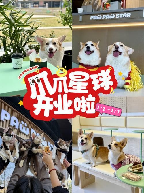 有沒有小龍魚社交行為的gif圖？