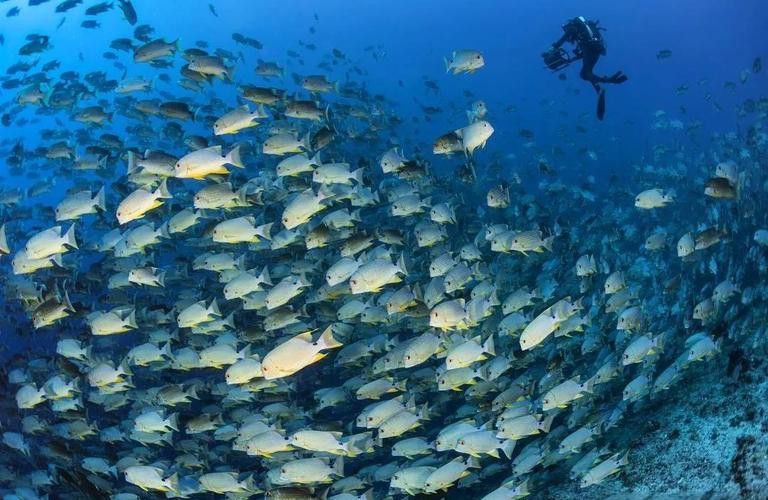 有沒有小龍魚社交行為的gif圖？