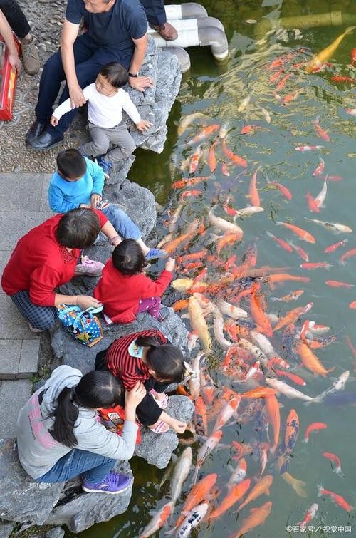 有沒有小龍魚社交行為的gif圖？