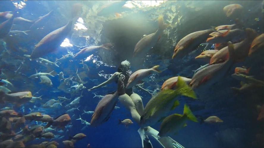 有沒有小龍魚社交行為的gif圖？