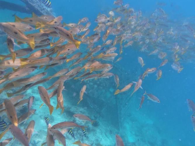 有沒有小龍魚社交行為的gif圖？