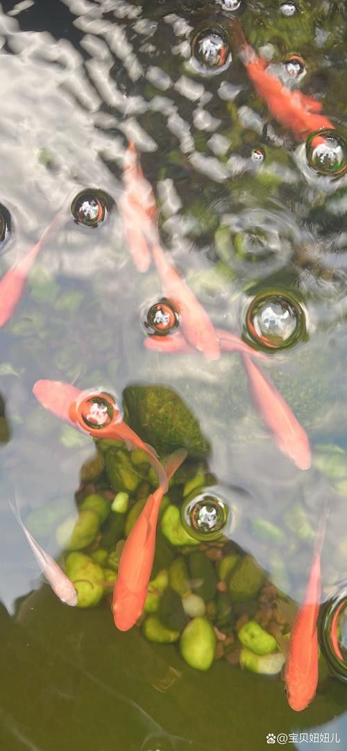 有沒有小龍魚社交行為的gif圖？