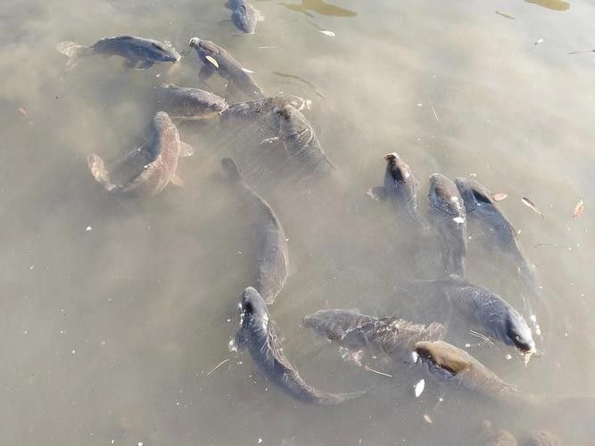 有沒有小龍魚社交行為的gif圖？