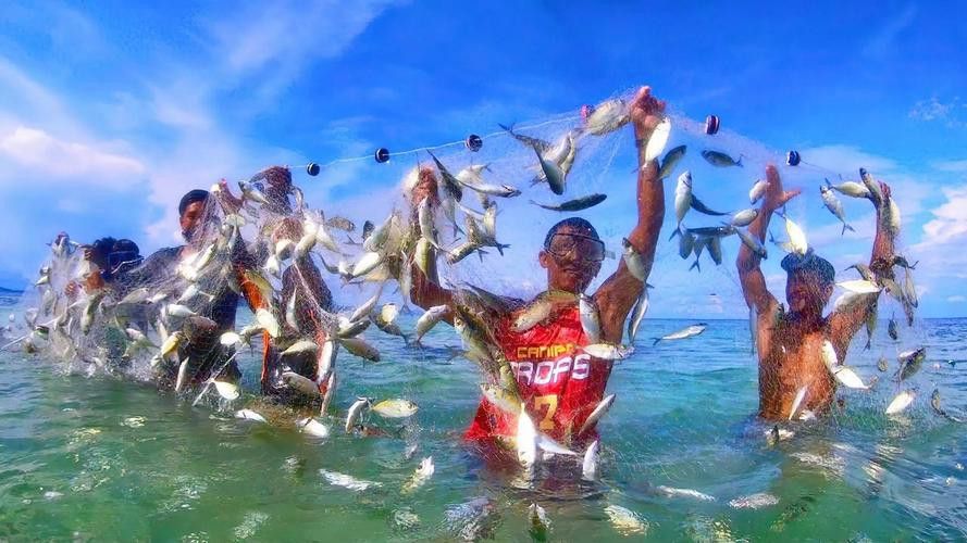 有沒有小龍魚社交行為的gif圖？