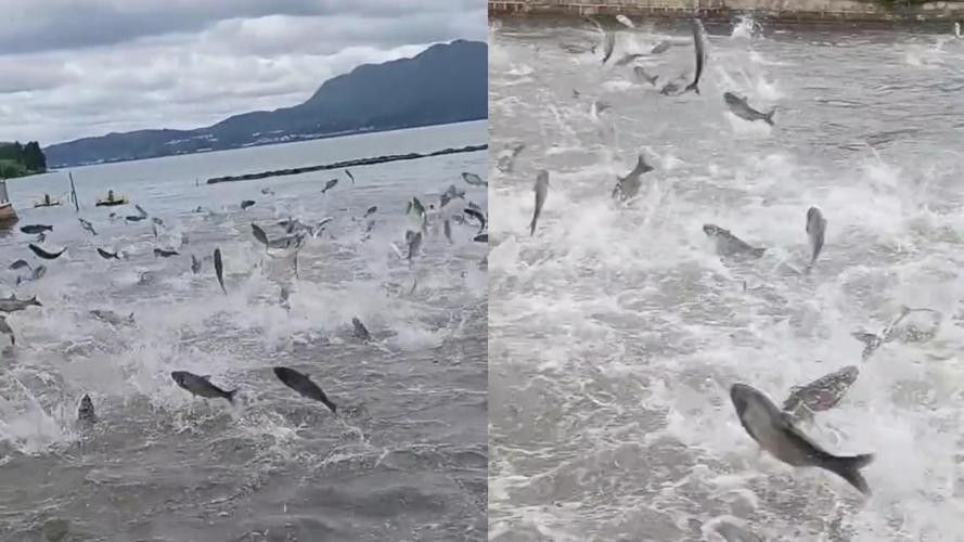 有沒有小龍魚社交行為的gif圖？