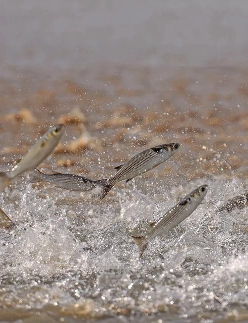 有沒有小龍魚社交行為的gif圖？