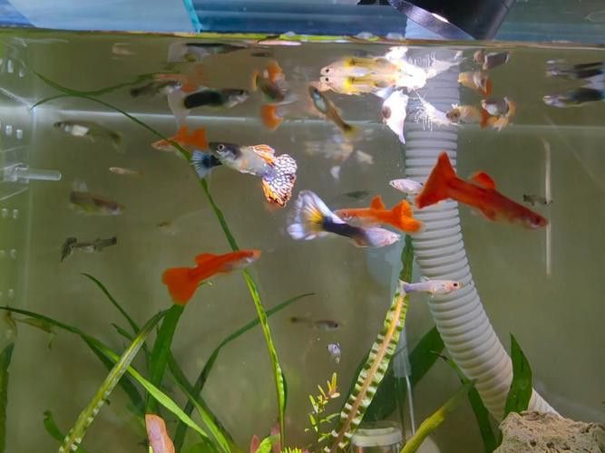 有沒有小龍魚社交行為的gif圖？