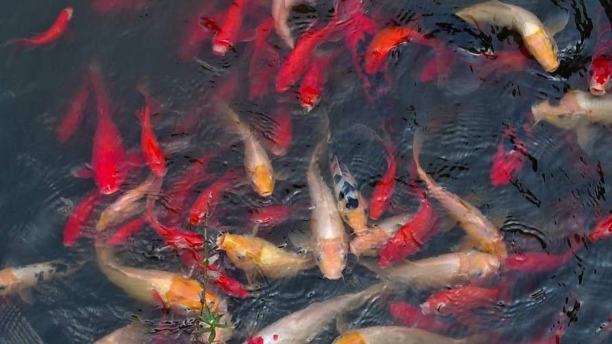 有沒有小龍魚社交行為的gif圖？
