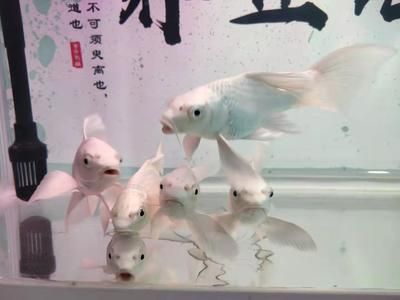 怎么訓(xùn)練和龍魚互動（如何訓(xùn)練龍魚與人的互動）