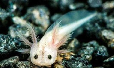 怎么訓(xùn)練和龍魚互動（如何訓(xùn)練龍魚與人的互動）