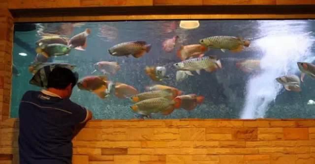 怎么訓(xùn)練和龍魚互動（如何訓(xùn)練龍魚與人的互動）