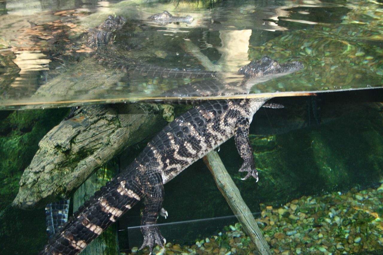 紅龍魚混養什么魚好養殖：紅龍和啥魚能混養