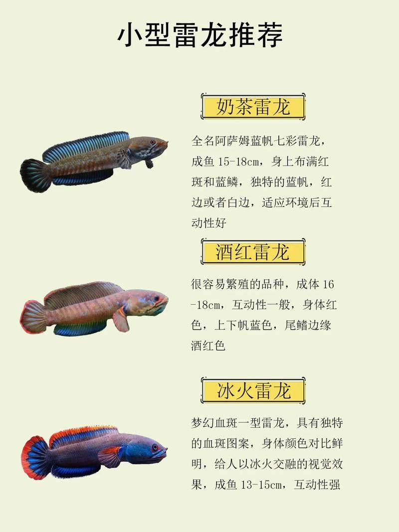 雷龍魚有多少種品種圖片大全
