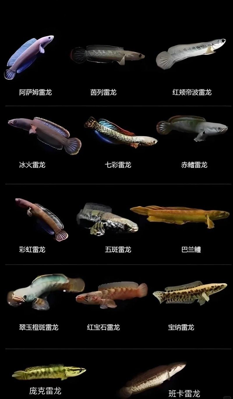 雷龍魚有多少種品種圖片大全