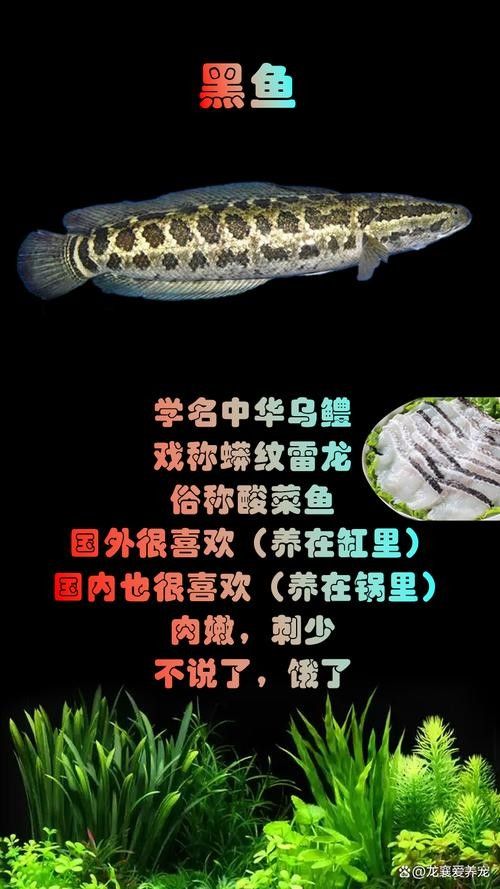 雷龍魚有多少種品種圖片大全