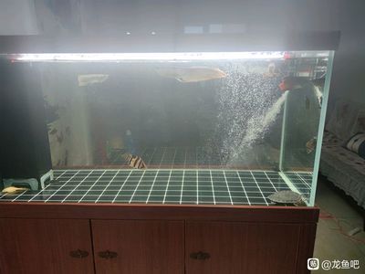 龍魚在出水口處游怎么辦：\"龍魚在出水口處游怎么辦