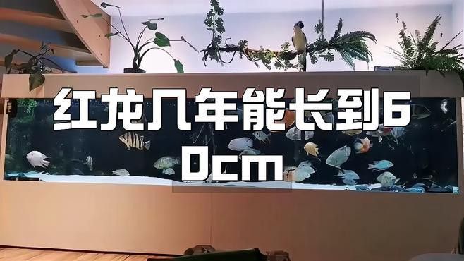 如何判斷綠皮紅龍魚是否成年？