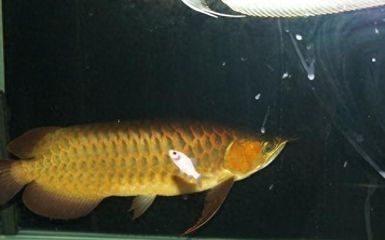 龍魚尾巴發(fā)白是什么癥狀（龍魚尾巴發(fā)白可能是由多種原因引起的）