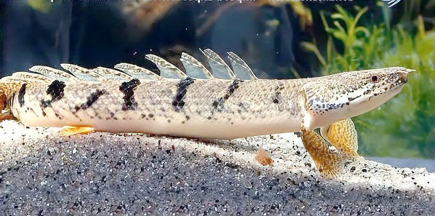 恐龍魚長多大就不長了呀圖片