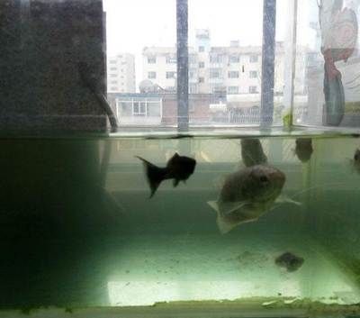 龍魚搬家最好的方法：龍魚搬家最好的方法包括以下幾個(gè)步驟