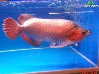 龍魚搬家最好的方法：龍魚搬家最好的方法包括以下幾個(gè)步驟