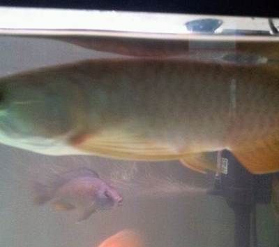 紅尾金龍魚和過背金龍有什么區別：紅尾金龍魚和過背金龍魚有什么區別