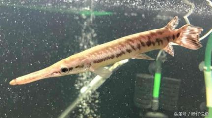 龍魚咬手嗎：龍魚為什么會咬人？